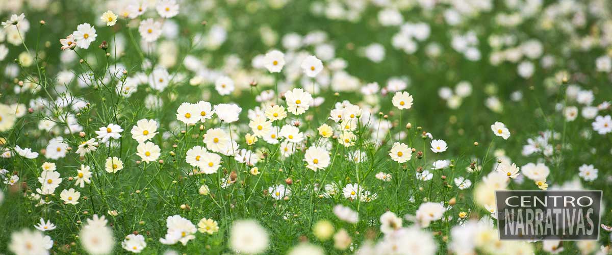 terapia floral infantil con flores de bach en Santiago de Chile